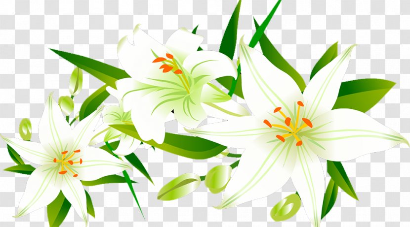 Lilium Floral Design Icon - Frame - Lily Transparent PNG