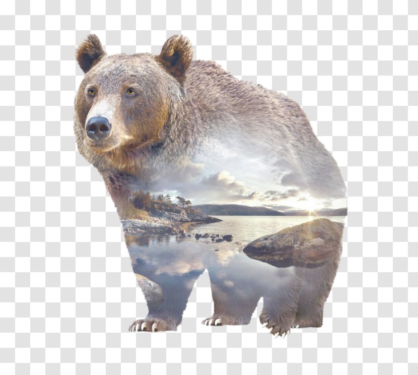Grizzly Bear Polar Gray Wolf Transparent PNG