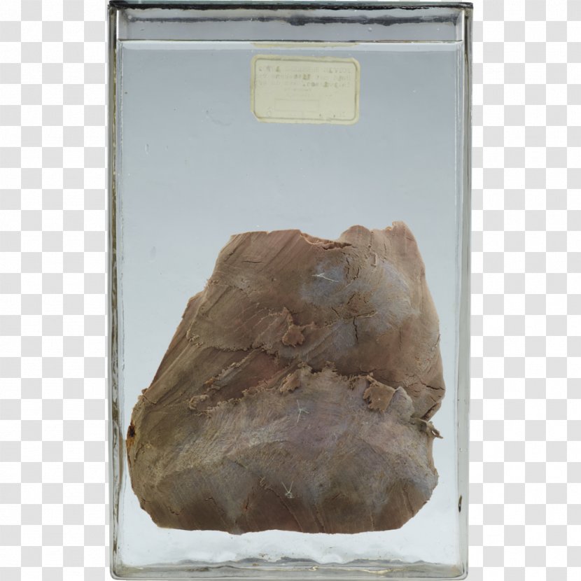 Quartz - Rock - Virginia Living Museum Transparent PNG
