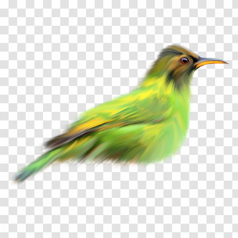 Bird Finch Green - Fauna - Birds Transparent PNG