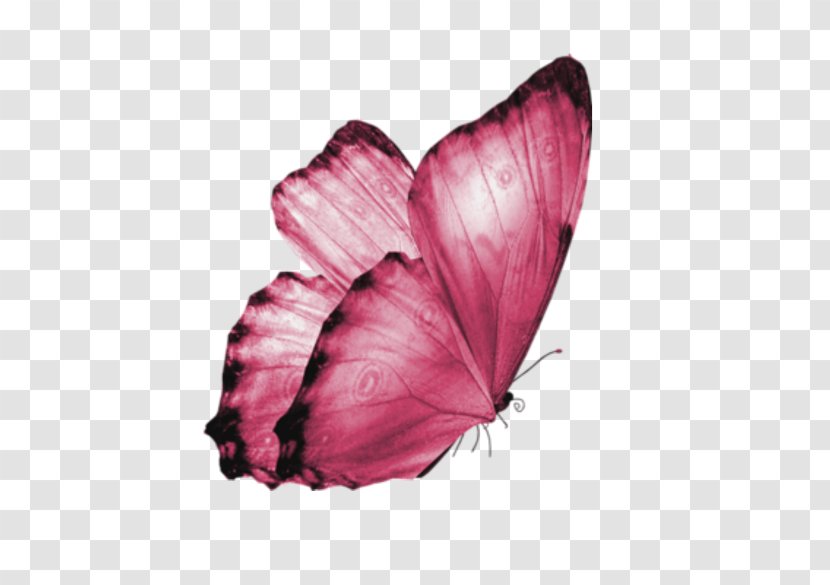 Butterfly - Moth - Paper Transparent PNG