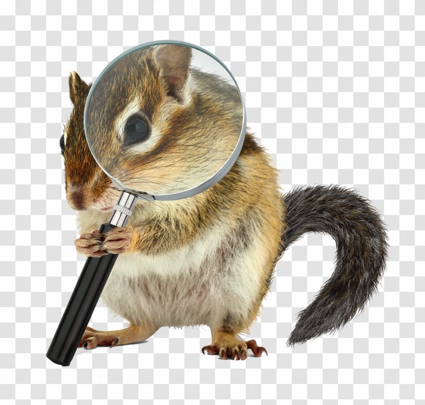 Chipmunk Stock Photography Gray Wolf Royalty-free - Depositphotos Transparent PNG