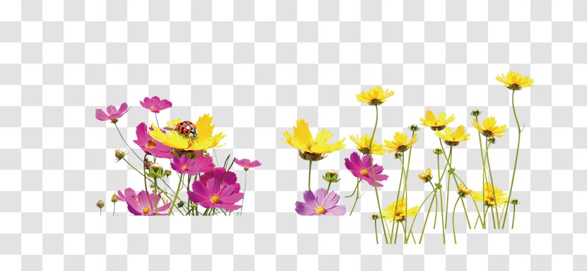 Floral Design Yellow Flower - Flowering Plant - A Field Of Flowers Transparent PNG