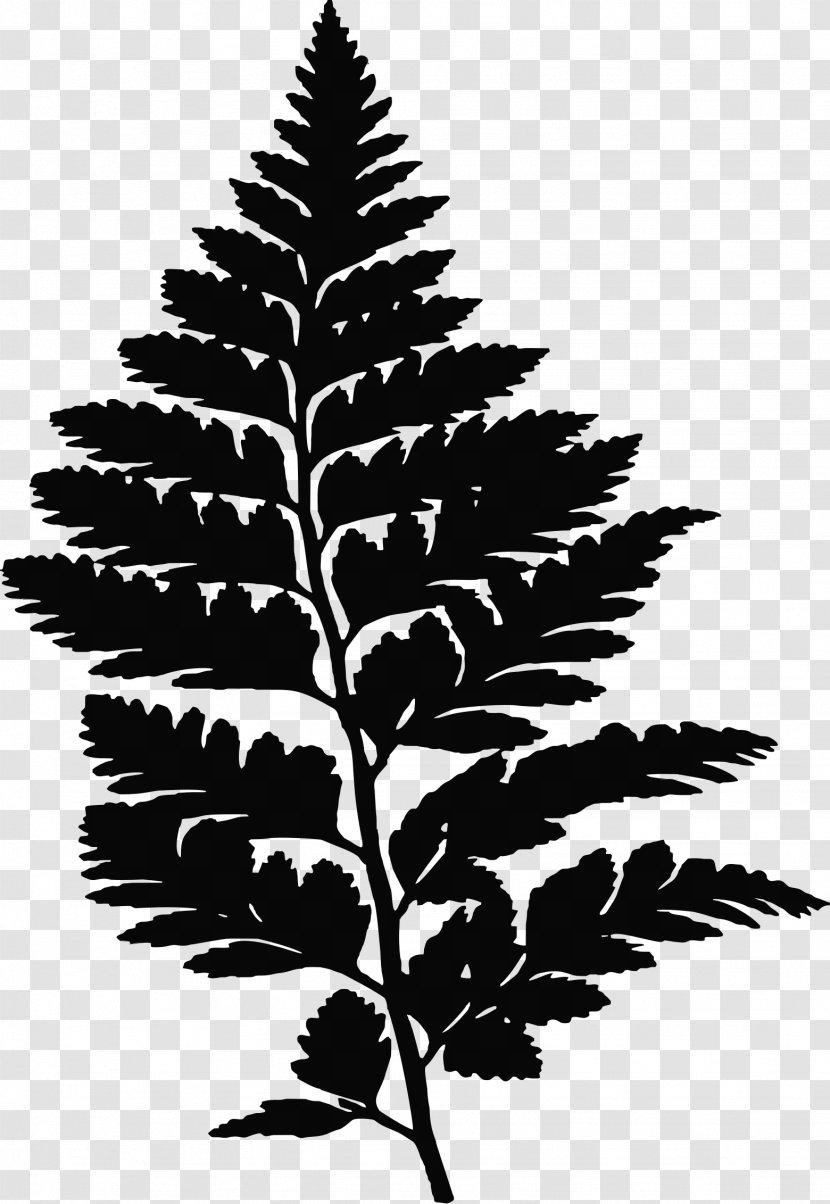 Fern Silhouette Leaf Drawing Transparent PNG