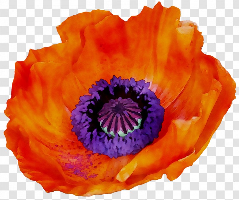 Anemone - Flower - Poppy Family Transparent PNG