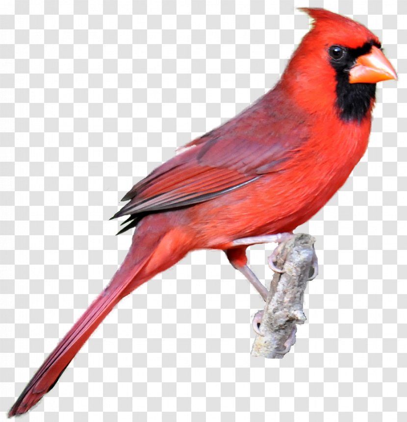 Northern Cardinal Bird Drawing Clip Art - Fauna - Free Clipart Transparent PNG