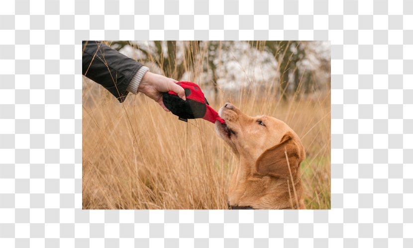 Golden Retriever Hunting Dog Breed - The Toy Transparent PNG