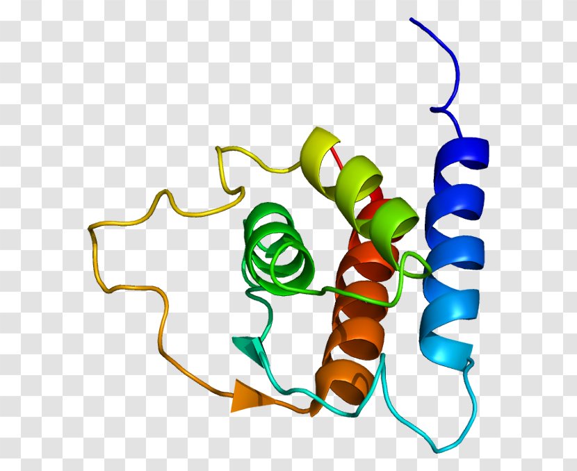 Interleukin 13 4 Interleukin-1 Family Protein - Organism - Lung Transparent PNG