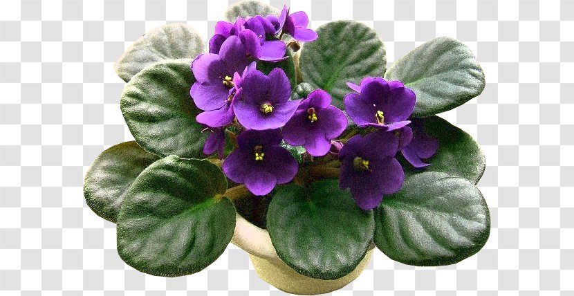 African Violet Sky Plant Flower Seed - Leaf - Orquideas Transparent PNG