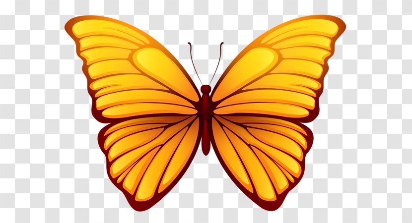 Butterfly Color Clip Art - Symmetry Transparent PNG