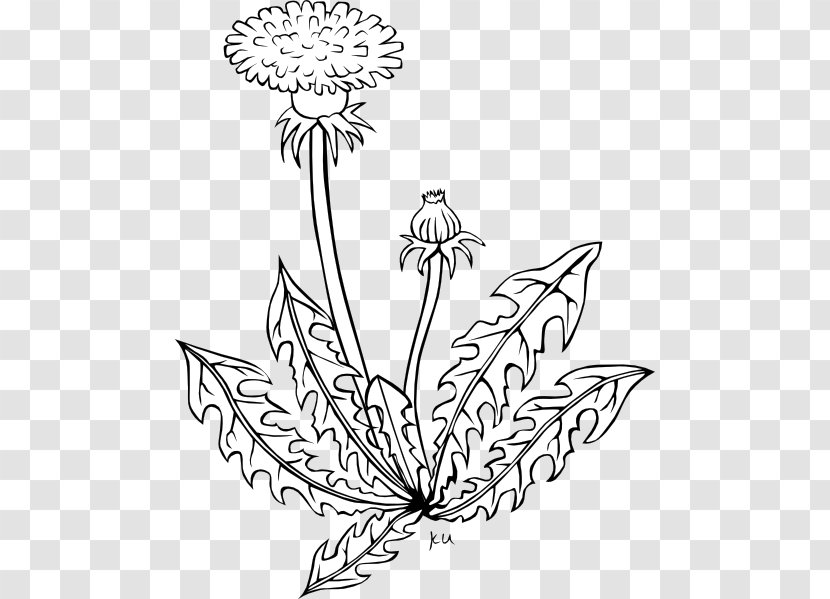 Common Dandelion Coloring Book Flower Clip Art - Page - Weeds Cliparts Transparent PNG