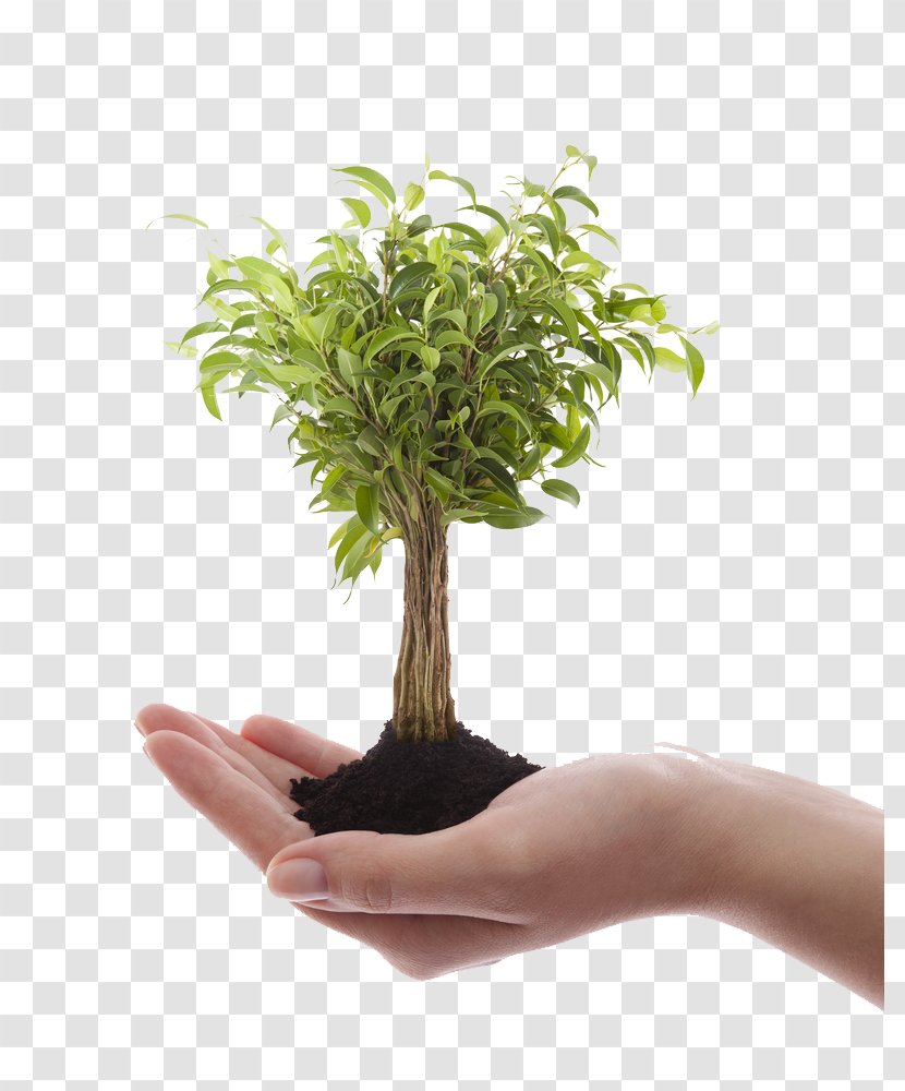 Stock Photography Tree Bonsai - Hand Transparent PNG
