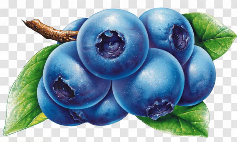 Clip Art Blueberry Bilberry - Superfood Transparent PNG