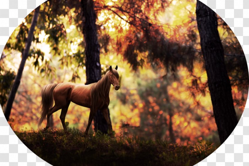 Mustang Stallion Pack Animal Freikörperkultur Sleeping Wolf - Sadio Man%c3%a9 Transparent PNG