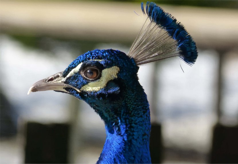 Bird Asiatic Peafowl Feather Beak - Closeup - Peacock Transparent PNG