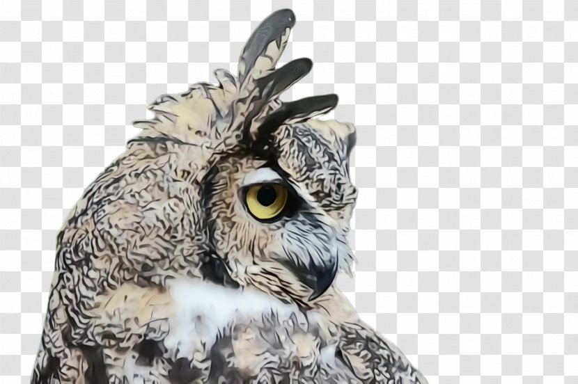 Owl Bird Eastern Screech Of Prey Great Horned - Grey Wildlife Transparent PNG