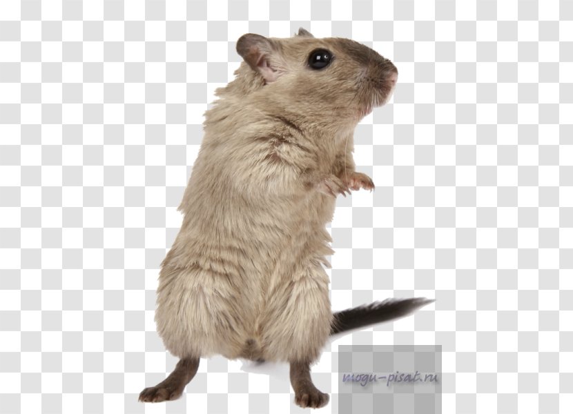 Rodent Hamster Brown Rat Mouse Mongolian Gerbil - Whiskers Transparent PNG