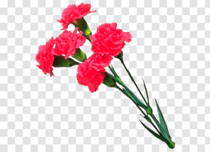 تهنئة YouTube Cut Flowers - Rose - Youtube Transparent PNG