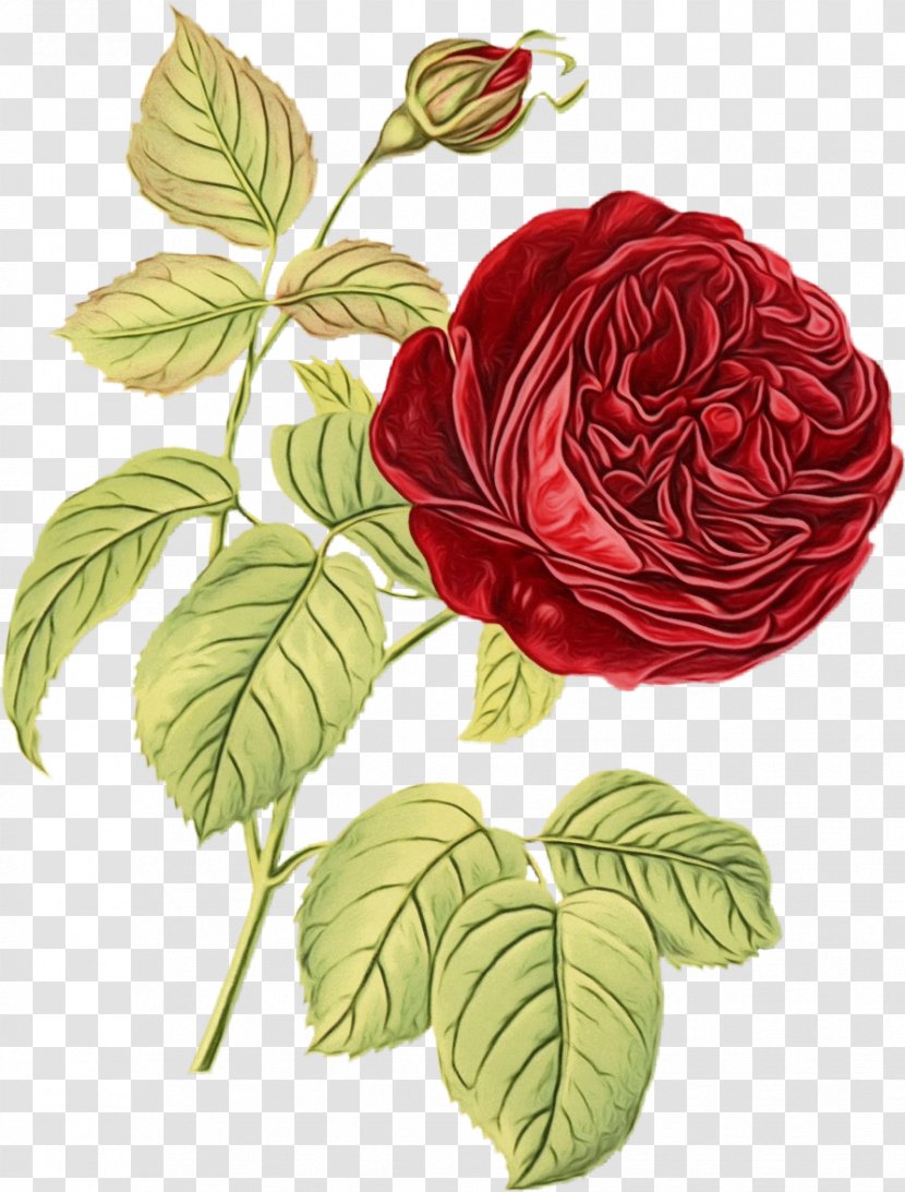Garden Roses - Petal Transparent PNG