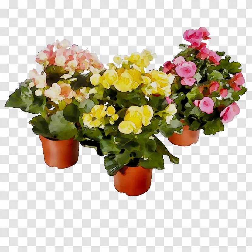 Houseplant Plants Flower Elatior Begonia - Tuber Transparent PNG