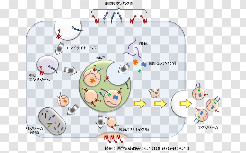 Post-translational Modification Glycan Exosome Protein Cancer - Area - 电 Transparent PNG