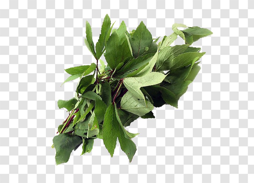 Leaf Plant Stem Herb Tree Transparent PNG