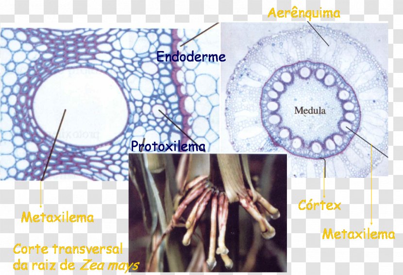 Parenchyma Xylem Esclerénquima Plant Stem Pith - Watercolor Transparent PNG