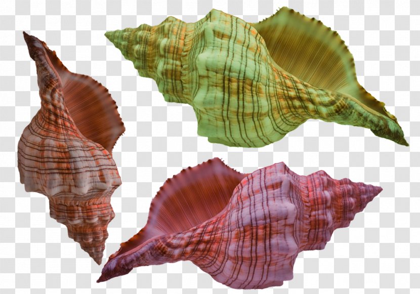 Euclidean Vector Gratis - Seashell - Conch With Gorgeous Stripes Transparent PNG