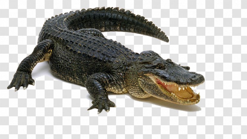 Alligator Display Resolution - Nile Crocodile - Pic Transparent PNG
