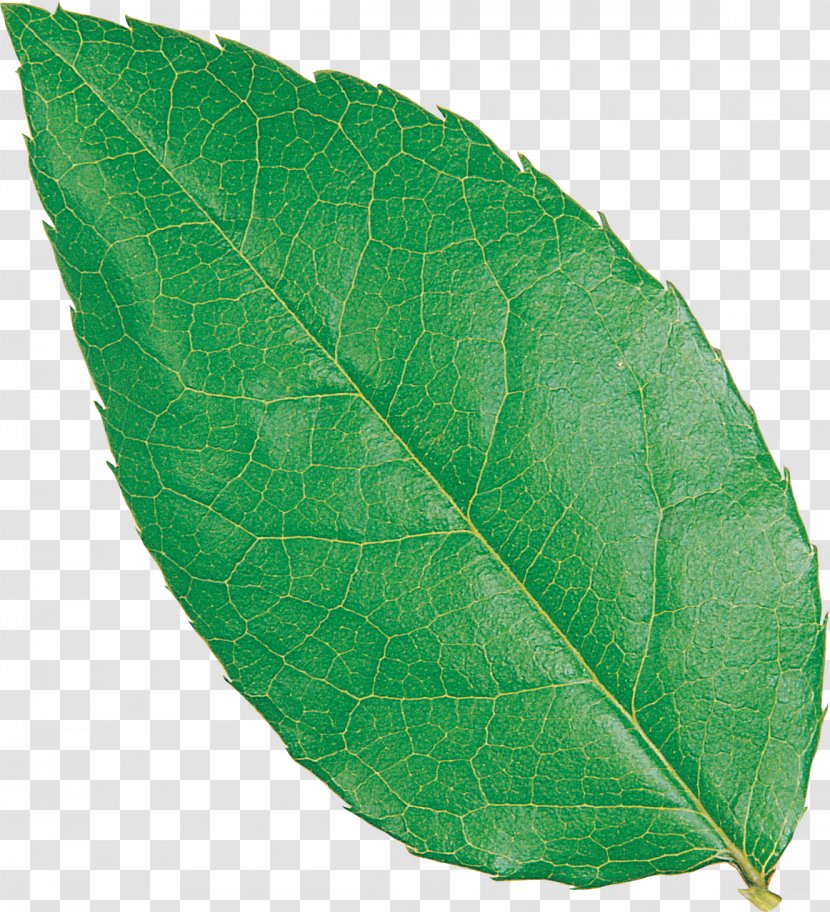 Leaf .net Download Plant Pathology Image - Plants Transparent PNG