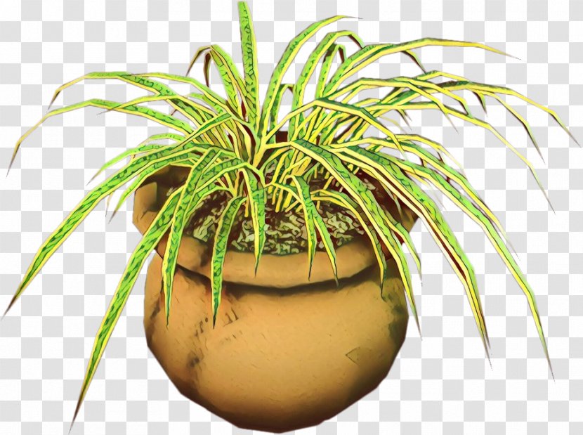 Coconut Flowerpot Palm Trees Houseplant Grasses - Terrestrial Plant Transparent PNG