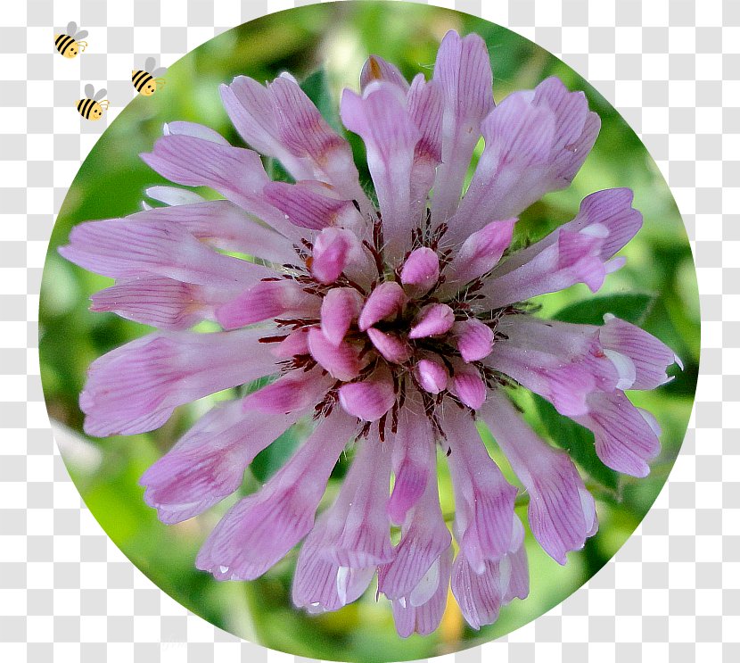 Annual Plant Herbaceous Wildflower Flowering - Flower Transparent PNG