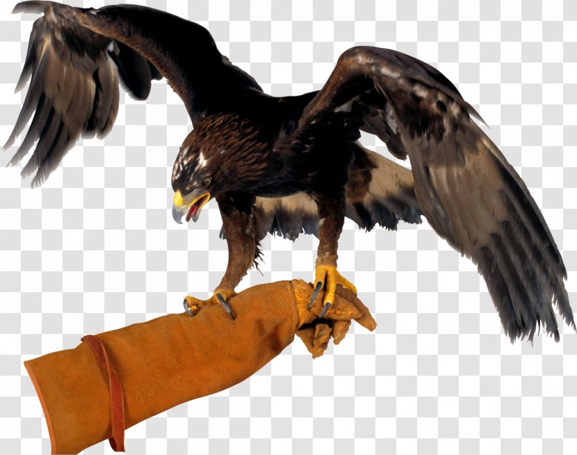 Flight Bald Eagle Hawk Bird Of Prey - Northern Goshawk Transparent PNG