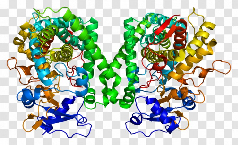 CYP2C8 Cytochrome P450 C Oxidase Gene CYP2C9 - Epoxide Transparent PNG