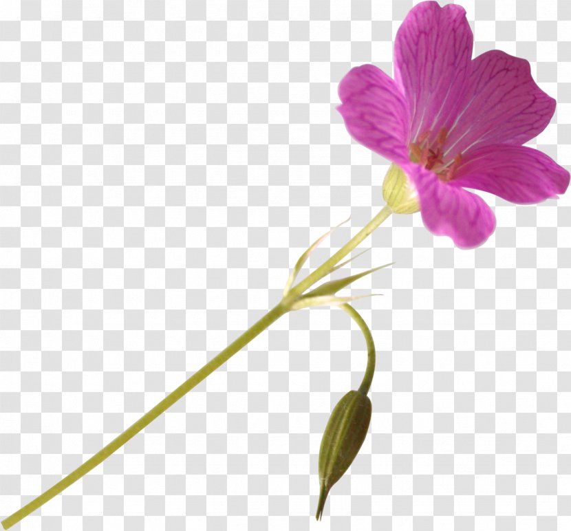 Cut Flowers Poppy Clip Art - Photography - Flower Transparent PNG