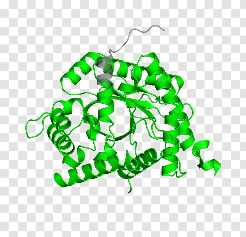 Leaf DNA Ligase Clip Art Transparent PNG