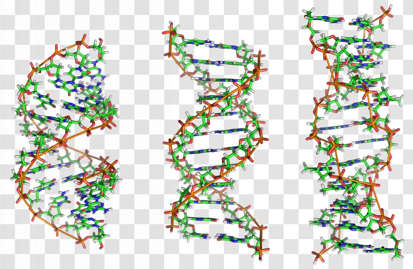 Z-DNA Nucleic Acid Double Helix Structure A-DNA - Tree - DNA Transparent PNG