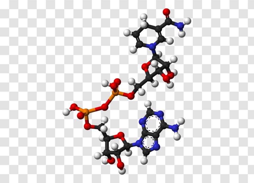 Nicotinamide Adenine Dinucleotide Phosphate Adenosine Triphosphate Molecule - Coenzyme - Flavin Transparent PNG