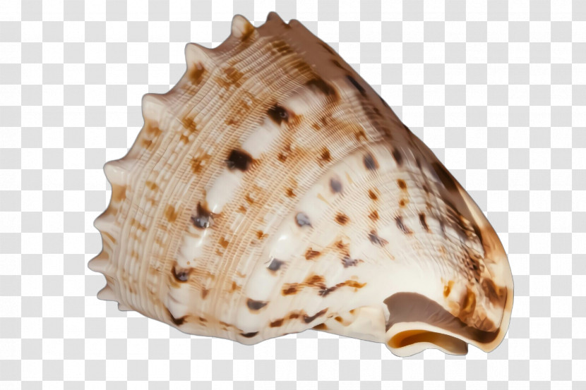 Conch Geography Cone Conch Shell Shankha Transparent PNG