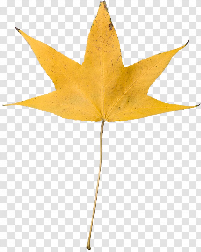 Desktop Wallpaper Autumn Leaf Color Clip Art Yellow Image Transparent PNG