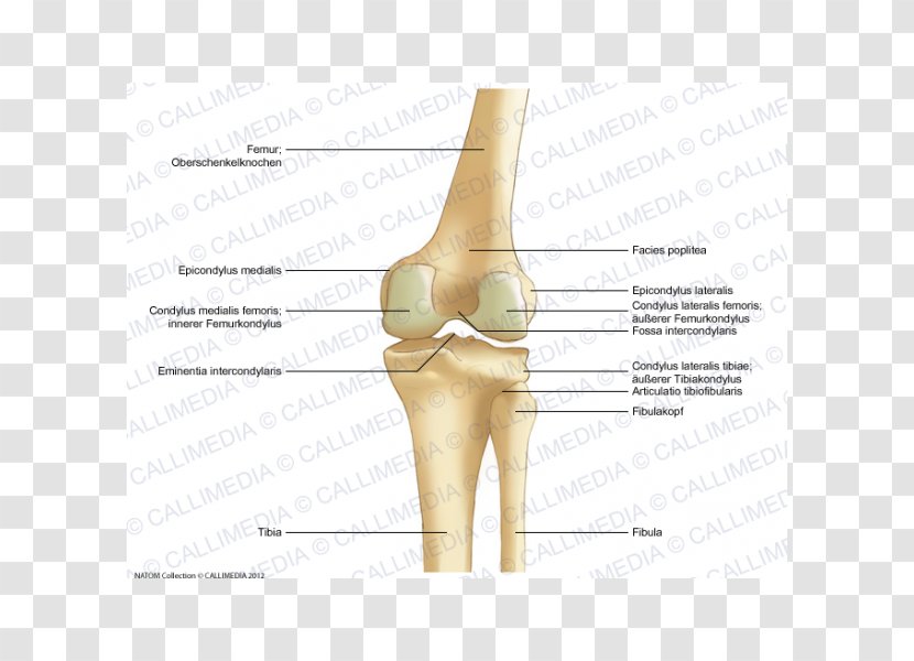 Thumb Knee Bone Lateral Epicondyle Of The Femur Anatomy - Watercolor - Heart Transparent PNG