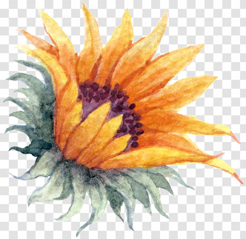 Common Sunflower Watercolor Painting Image - Yellow Transparent PNG