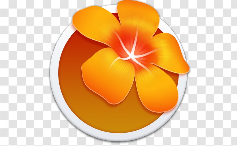 Orange Petal Flower Yellow - Computer Software - Adobe Illustrator Old Transparent PNG