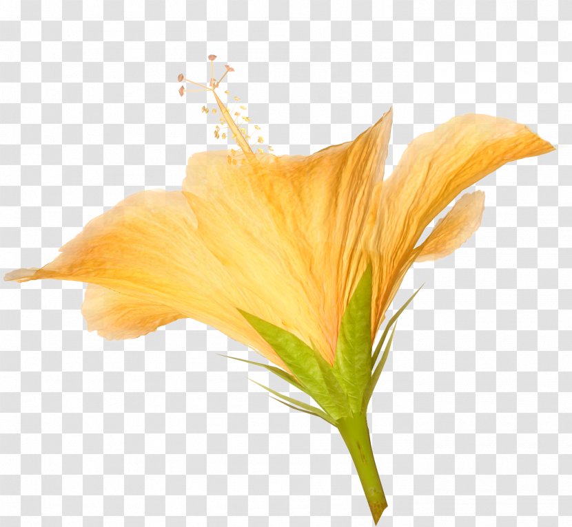 Flower Photography Hibiscus Clip Art - Lily Transparent PNG