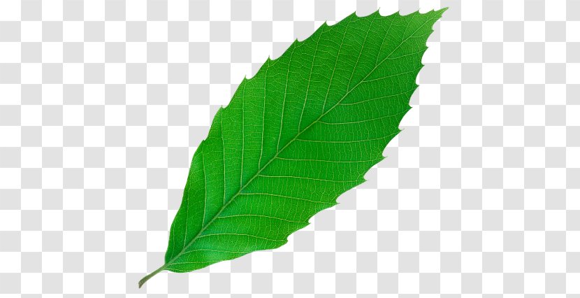 Leaf Green Yellow Bladnerv - Tree Transparent PNG