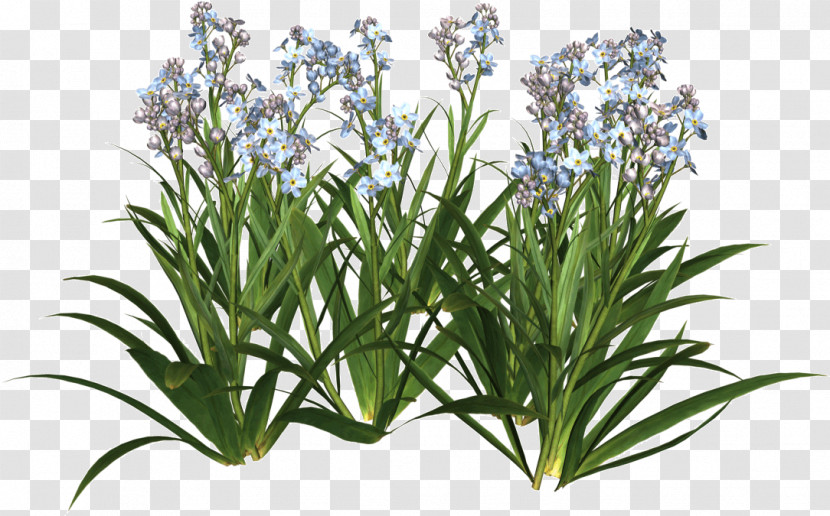 Rosemary Transparent PNG