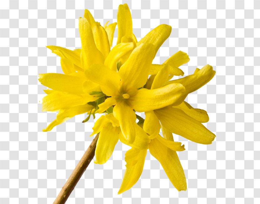 Seoul Petal Cut Flowers Forsythia Koreana - Flower - Forsycje Transparent PNG