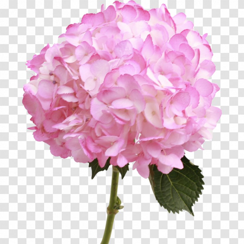 Hydrangea Pink Cut Flowers Plant - Centifolia Roses Transparent PNG