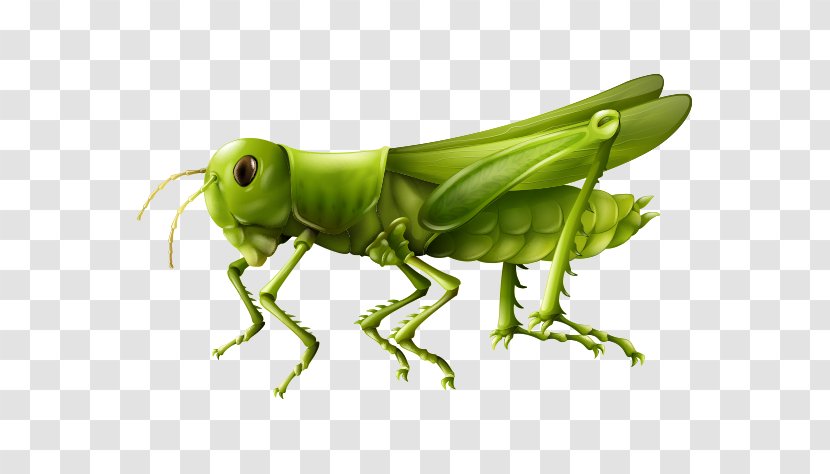 Insect Clip Art - Hexapoda Transparent PNG