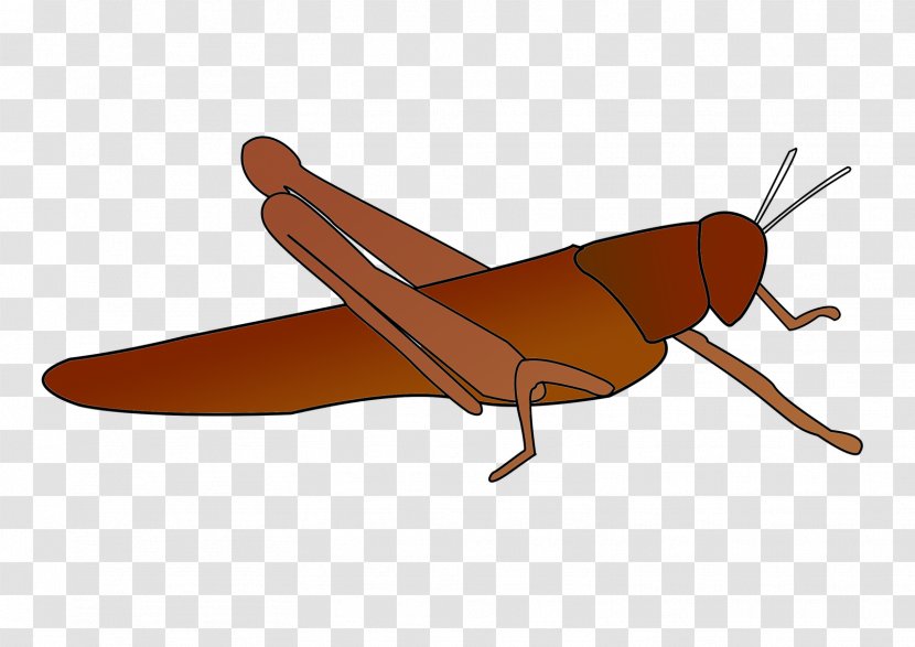 Airplane Insect Model Aircraft Product Design - Invertebrate Transparent PNG